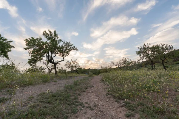 Granada 'nın güneyindeki badem ağaçları tarlasında çiçekli çimenler, bulutlar var.