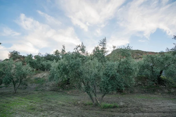 Olivicoltura Nel Sud Granada Erba Sul Terreno Una Zona Montagna — Foto Stock