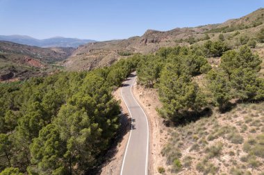 Ağaçların arasında asfalt yol, yol iki beyaz çizgi, bir çam ormanı var, gökyüzü açık