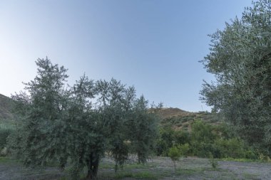 Granada 'nın güneyindeki bir dağ yamacında zeytin yetiştiriciliği, yerde çimenler, kavak ağaçları, gökyüzü açık.