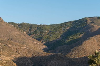 Granada 'nın güneyindeki dağlarda gün batımı. Çam ağaçları ve çalılardan oluşan bir orman var. Gökyüzü açık.