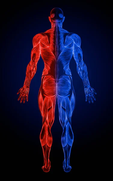 Back Anatomy Male Muscular System Ray — Stock Photo, Image