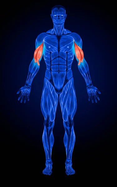 Volver Anatomía Sistema Muscular Masculino Rayos — Foto de Stock