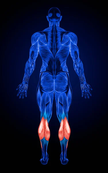 Volver Anatomía Sistema Muscular Masculino Rayos — Foto de Stock