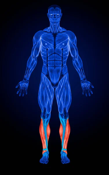 Anatomie Des Muscles Mollet Rayons Des Muscles — Photo