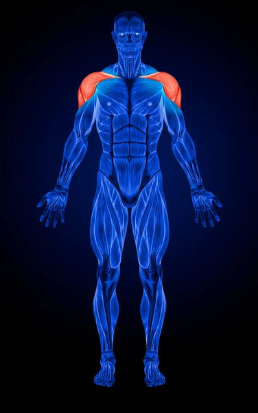 Deltorisspieren Anterior Anatomy Muscles Ray — Stockfoto