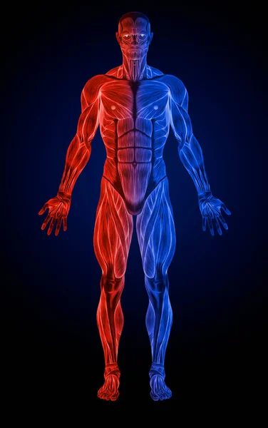 Front Anatomy male muscular system X-ray