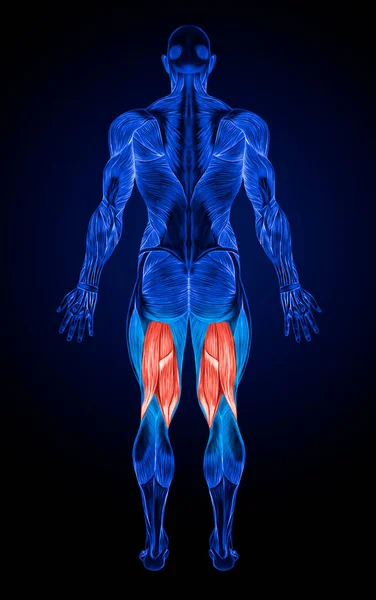Hamstrings Male Muscles Anatomy Muscle Ray — Stock Photo, Image