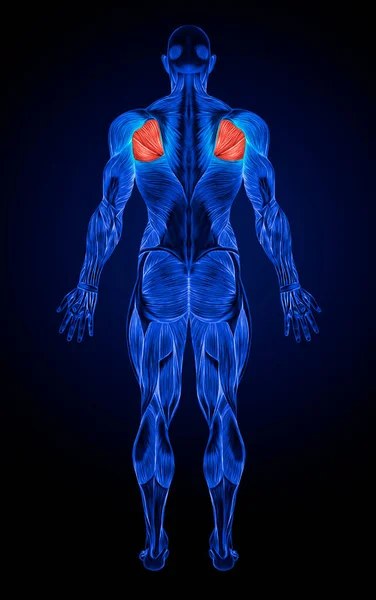 Teres Mięśnie Anatomia Mięśnie Rentgen — Zdjęcie stockowe