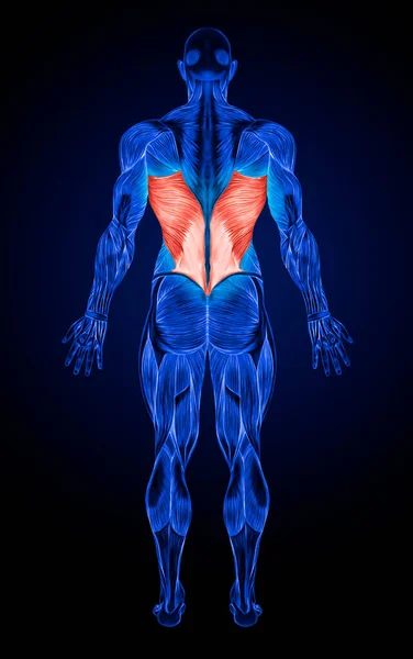 Latissimus Doris Anatomy Muscles Ray — Stock Photo, Image