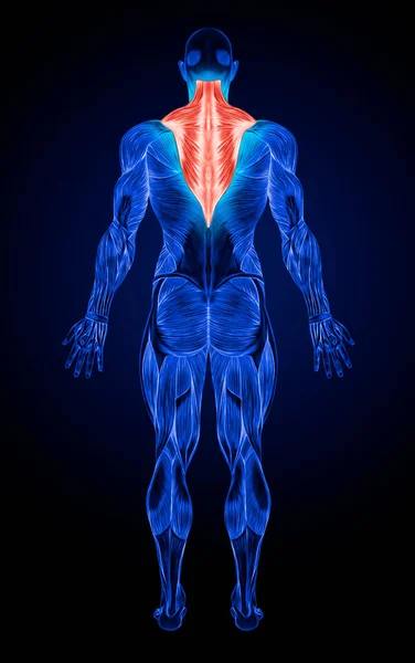 Trapecio Anatomía Muscular Músculos Rayos — Foto de Stock