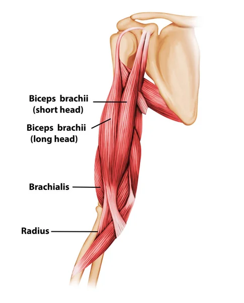 Biceps Brachia Muscle Ilustracja Medyczna — Zdjęcie stockowe