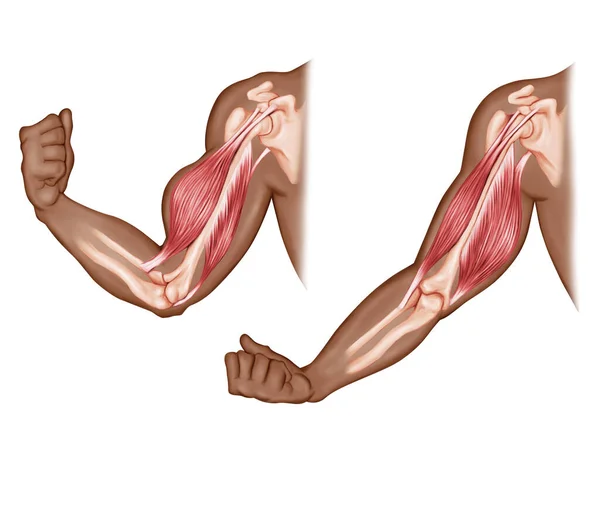 Beweging Arm Hand Spieren Anatomie Rechtenvrije Stockafbeeldingen