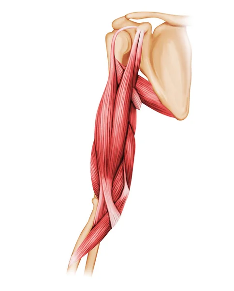 Biceps Brachia Muscle Medische Illustratie Stockfoto