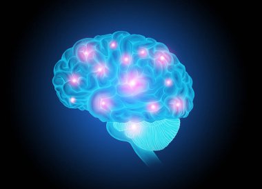 İnsan Beyni Tıbbi Anatomisi İllüstrasyonu 