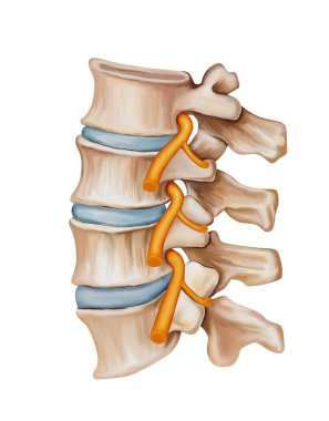 Omurga - Omurga Sinir Tahrişi Tıbbi İllüstrasyon