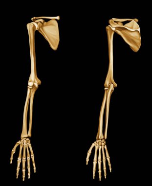 El Kemiği Anatomisi Önü ve Arkası