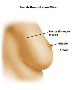 Female Breast (Lateral View)  clipart