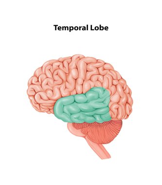 Temporal Lobe Medical Illustration Human Brain anatomy clipart