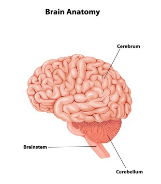 Serebrum Tıbbi İllüstrasyon İnsan Beyni Anatomisi