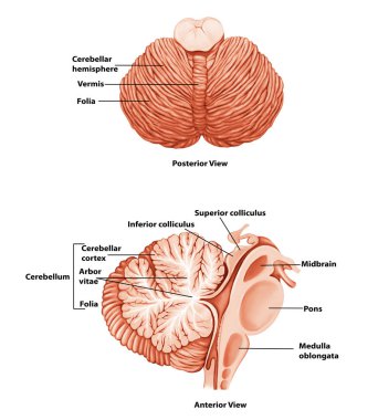 Beyincik Tıbbi İllüstrasyon İnsan Beyni Anatomisi