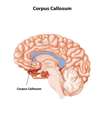 Corpus Callosum Brain anatomy medical illustration clipart