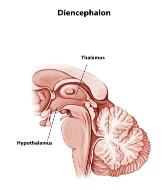 Diensefalon Beyin Anatomisi Tıbbi İllüstrasyon