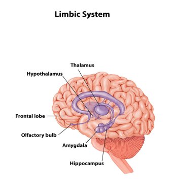 Limbik Sistem Beyin Anatomisi Tıbbi İllüstrasyon 