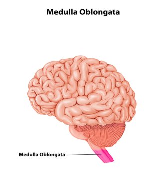 Medulla Oblongata Beyin Anatomisi Tıbbi Çizim