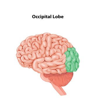 Oksipital Lob Tıbbi İllüstrasyon İnsan Beyni Anatomisi