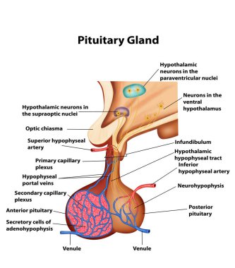 Hipofiz Bezi Beyin Anatomisi Tıbbi İllüstrasyon