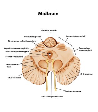  Midbrain Medical human Brain anatomy illustration clipart