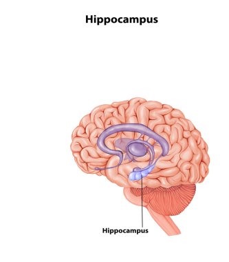 Hippocampus Brain anatomy medical illustration clipart