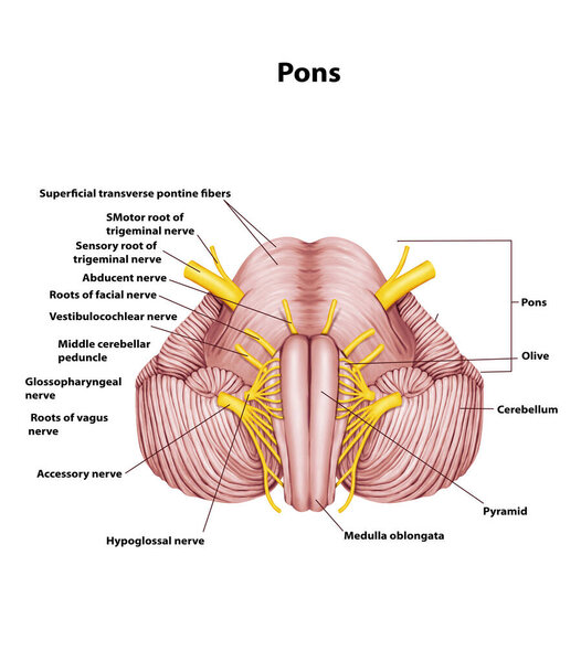 Иллюстрация анатомии мозга человека
