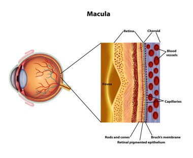 Göz Macula anatomisi Tıbbi illüstrasyon