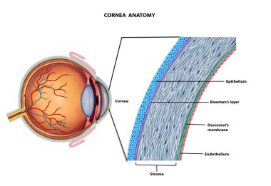 Göz Korneası Anatomisi Tıbbi İllüstrasyon