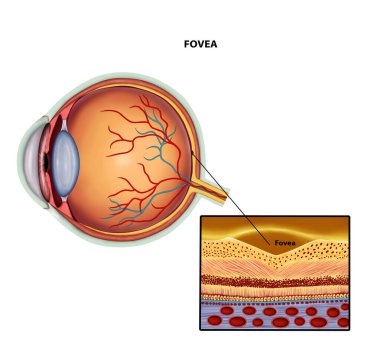 Fovea Eye anatomy medical illustration clipart