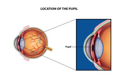 Öğrenci Anatomisi İllüstrasyonunun Konumu