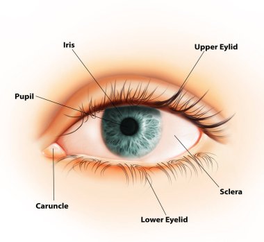 Göz bebeği anatomisi tıbbi illüstrasyon