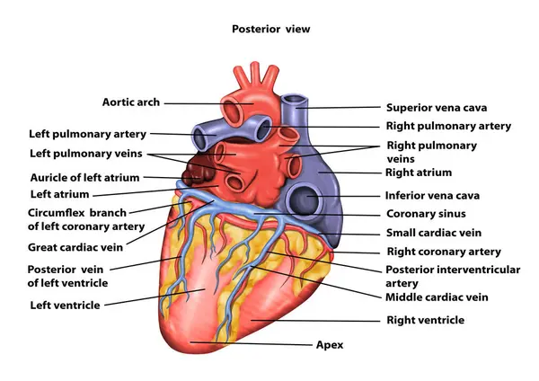 Posterior görünüm Kalp Anatomisi Tıbbi İllüstrasyon