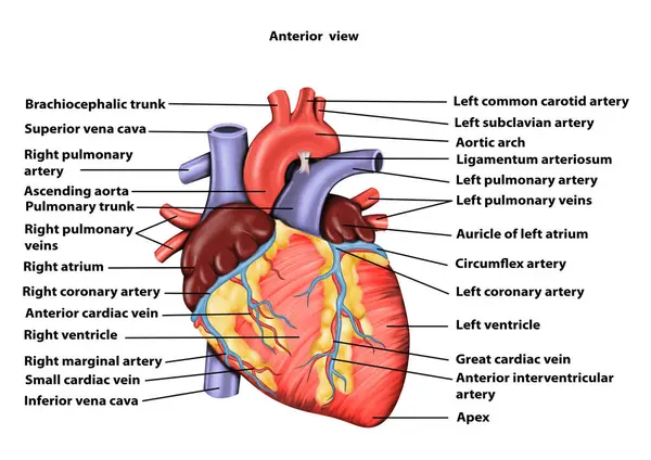 Anterior bakış Kalp Anatomisi Tıbbi İllüstrasyon 