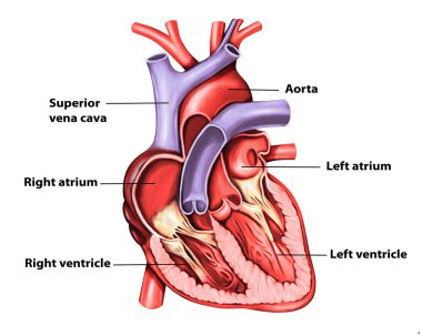 Chambers of the Heart clipart