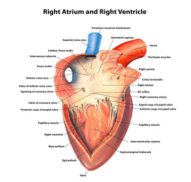 Kalp Sağ Atriyum ve Ventrikül Anatomisi Tıbbi İllüstrasyon
