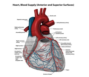 Kalp, Kan Tedariği (Anterior ve Superior Surface)