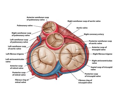 Kalp Anatomisi 'nin kapakçıkları Tıbbi illüstrasyon