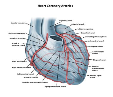  Kalp Koroner Arterleri Tıbbi İllüstrasyon