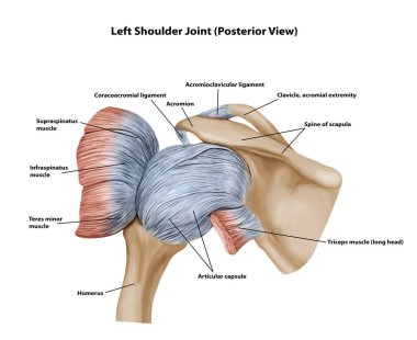 Left Shoulder Joint (Posterior View) clipart