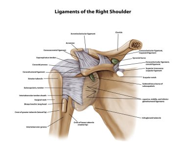 Sağ Omuz (Glenohumeral) eklemleri (Anterior View)