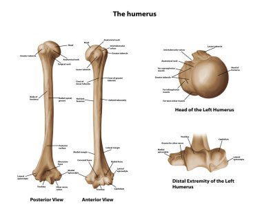 Humerus All View Anatmoy Tıbbi Çizimi
