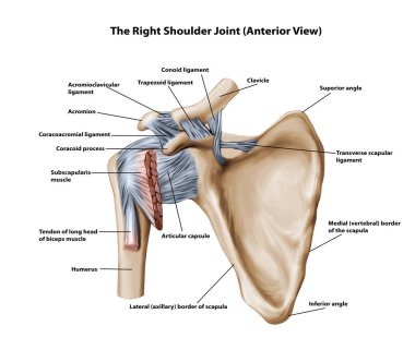 Sağ Omuz Eklemleri (Anterior View)
